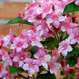 Саджанці вейгели