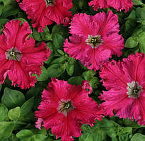 Петунія грандіфлора Афродіта F1 (Фасовка: 20 шт; Колір: червона) до 11.2025р.