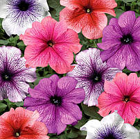 Петунія Тритунія F1, 20 шт.