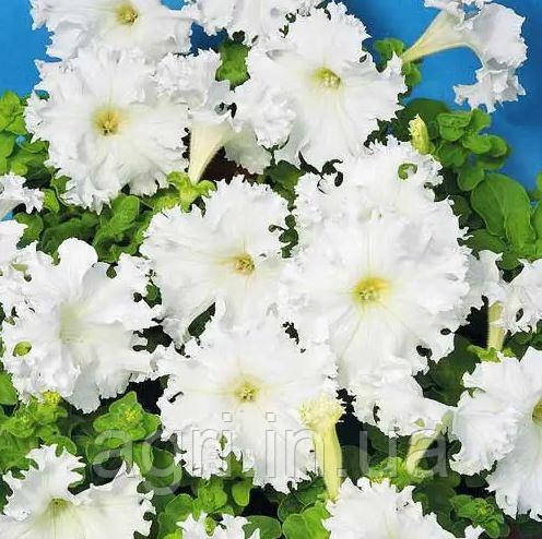 Петунія грандіфлора Афродіта F1, 20 шт (до 11.2025р.)