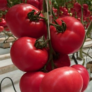 Насіння Томат індетермінантний Фенда F1, 1000 насіння Clause, фото 2