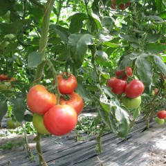 Насіння Томат індетермінантний Фенда F1, 1000 насіння Clause, фото 3