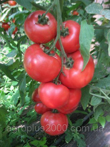 Насіння Томат індетермінантний Фенда F1, 1000 насіння Clause