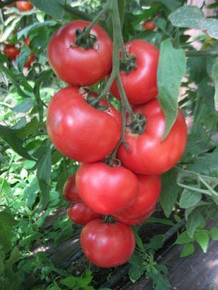 Насіння Томат індетермінантний Фенда F1, 1000 насіння Clause, фото 1