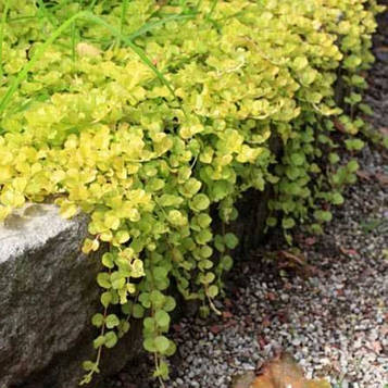 Вербейник монетчастий золотий