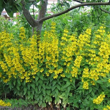 Вербейник точковий