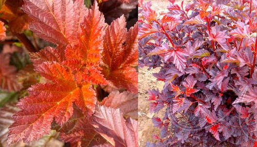 Пухироплідник калинолистий Andre 3 річний, Physocarpus opulifolius Andre, фото 1