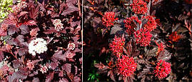 Пухироплідник калинолистий Andre 3 річний, Physocarpus opulifolius Andre, фото 3