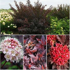 Пухироплідник калинолистий Andre 3 річний, Physocarpus opulifolius Andre, фото 4