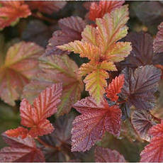 Пухироплідник калинолистий Andre 3 річний, Physocarpus opulifolius Andre, фото 6
