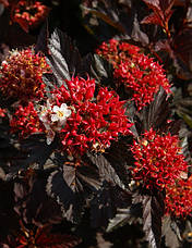 Пухироплідник калинолистий Andre 3 річний, Physocarpus opulifolius Andre, фото 5