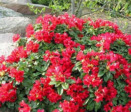 Рододендрон Bengal 2 річний, Рододендрон Бенгал, Rhododendron Bengal, фото 4