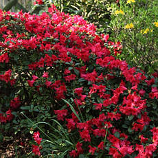 Рододендрон Bengal 2 річний, Рододендрон Бенгал, Rhododendron Bengal, фото 6