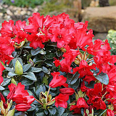 Рододендрон Bengal 2 річний, Рододендрон Бенгал, Rhododendron Bengal, фото 3