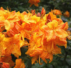 Рододендрон листопадний Klondyke 2 річний, Рододендрон листопадний Клондайк, Azalea Klondyke, фото 5
