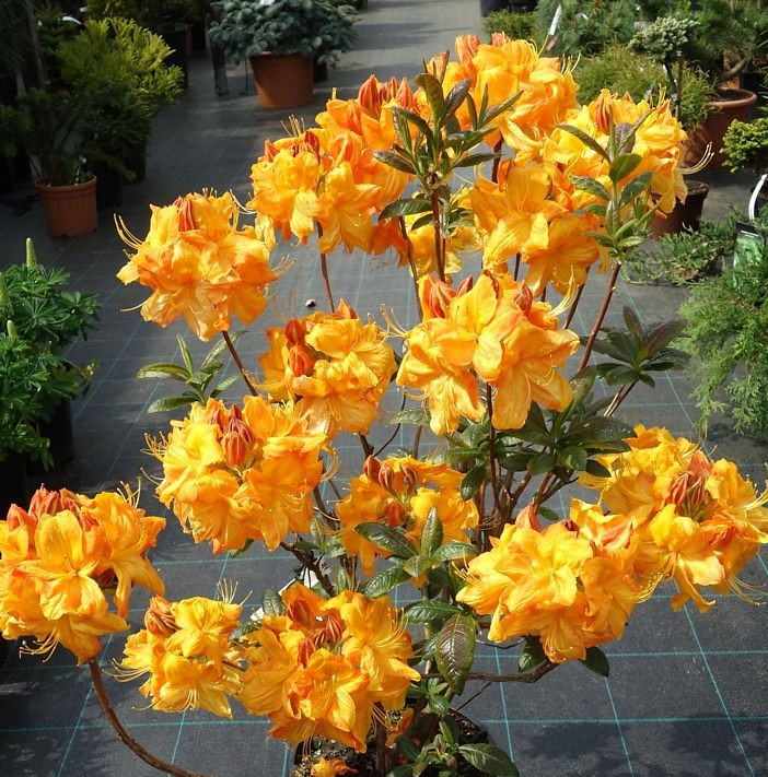 Рододендрон листопадний Klondyke 2 річний, Рододендрон листопадний Клондайк, Azalea Klondyke