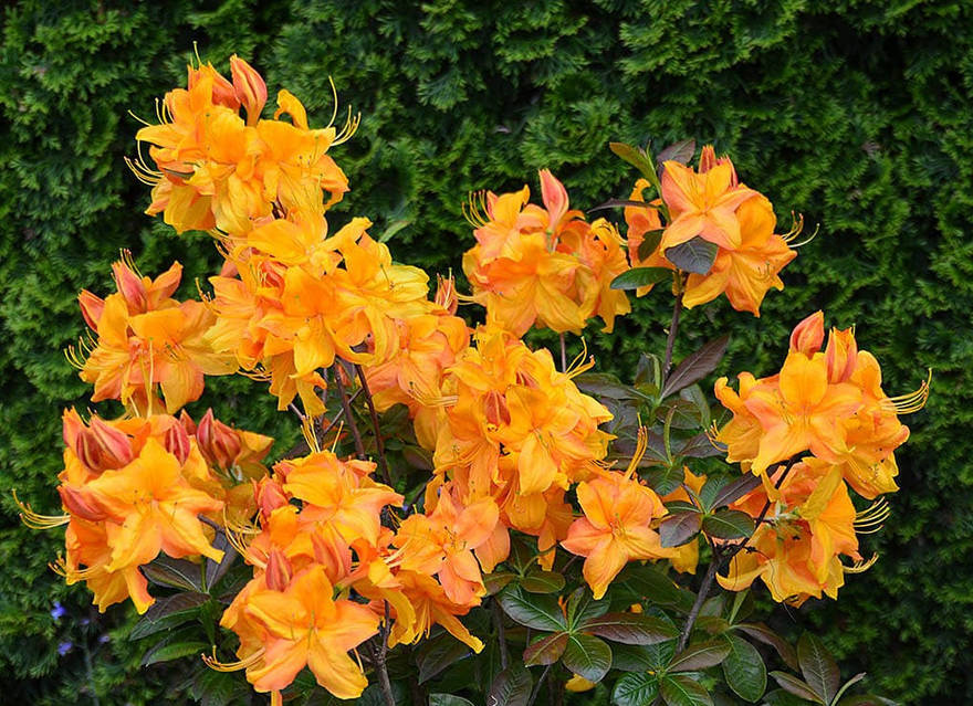 Қисық денелі қыздармен порно