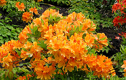 Рододендрон листопадний Klondyke 2 річний, Рододендрон листопадний Клондайк, Azalea Klondyke, фото 6