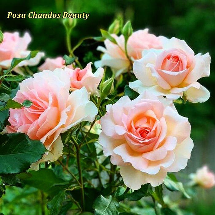 Троянда чайно-гібридна Chandos Beauty (Чандос Б'юті), фото 1