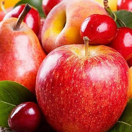 Саджанці плодових дерев