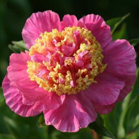 Півонія Mandarins Coat (Rogers 1978) (сажники), фото 1