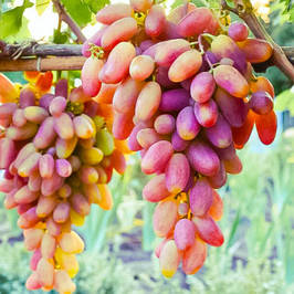 Саджанці винограду