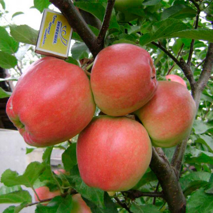 Саженець Яблуня Едера, фото 1