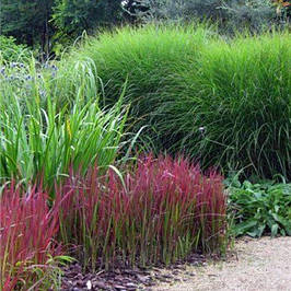 Декоративні трави