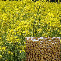 Насіння Гірчиці білої 1кг