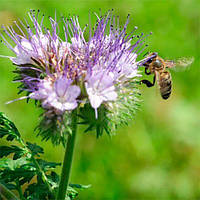 Насіння фацелії 10кг, Україна