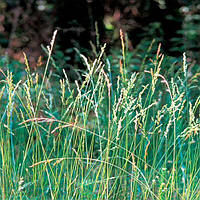 Насіння костриці лугової, 5кг, Україна