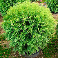 Саженцы Туи западной Вудварди 3-х летняя(Thuja occidentalis Woodwardii) С1