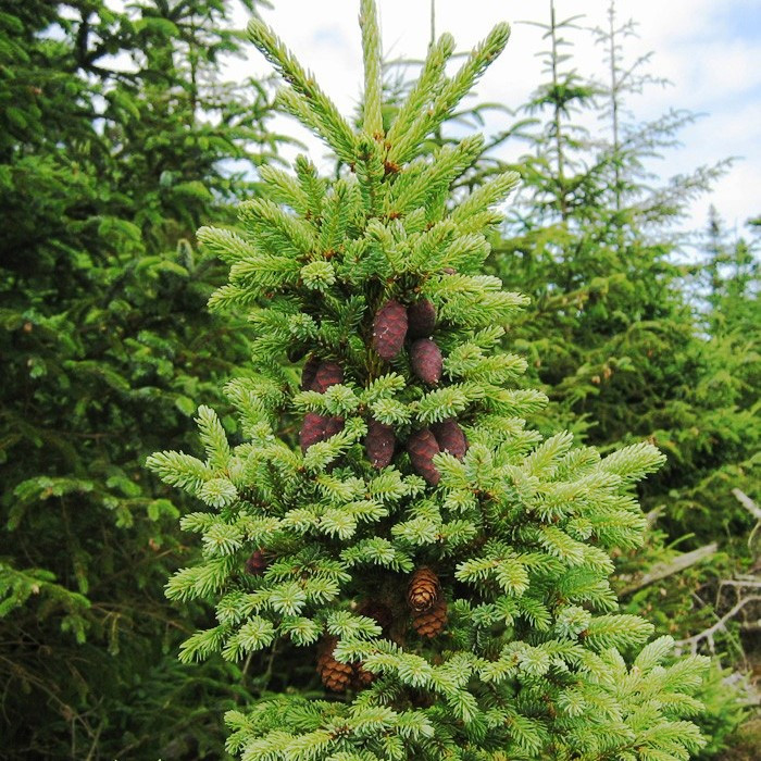 Саджанці Ялини чорної, 4-х річна (Picea mariana) С3