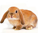 Ніпельні поїлки для кроликів