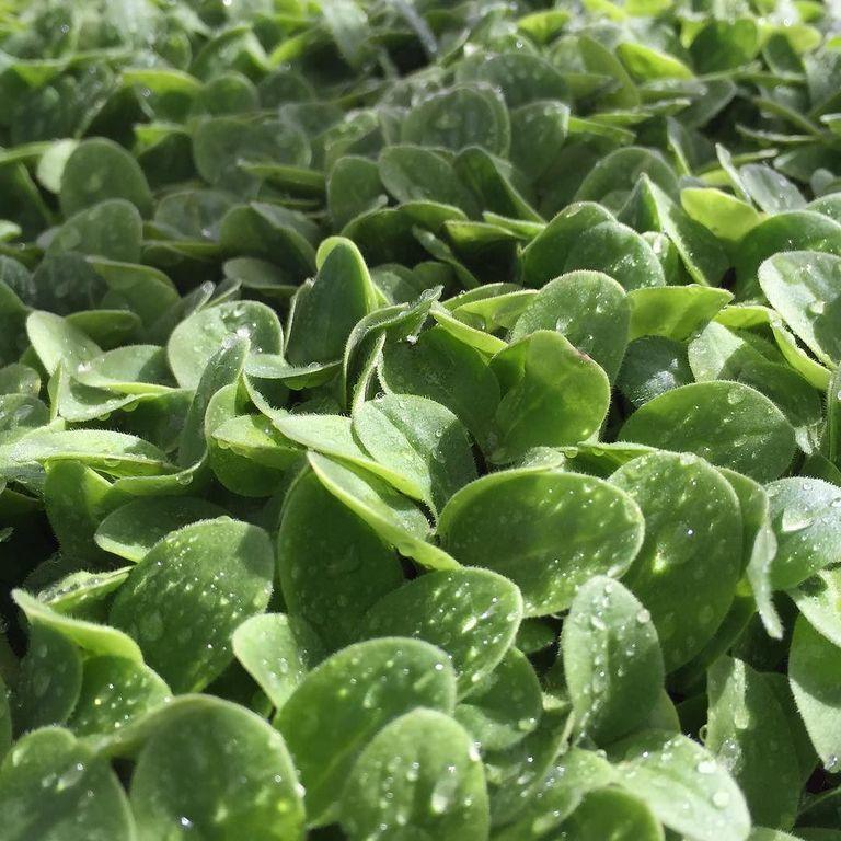 Продам насіння Огірка Крапелька в Україні на мікрозелень