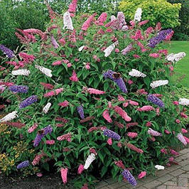 Саджанці будклеї