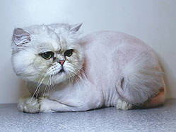 Стриження кішки Шиншили