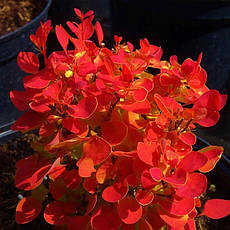 Барбарис Тунберга Orange Ice 2 річний, Барбарис Тунберга Оранж Айс, Berberis thunbergii Orange Ice, фото 4
