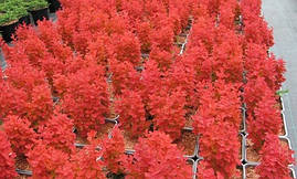 Барбарис Тунберга Orange Ice 2 річний, Барбарис Тунберга Оранж Айс, Berberis thunbergii Orange Ice, фото 3