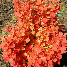Барбарис Тунберга Orange Ice 2 річний, Барбарис Тунберга Оранж Айс, Berberis thunbergii Orange Ice, фото 6