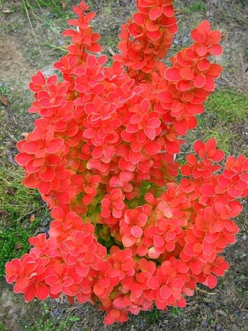 Барбарис Тунберга Orange Ice 2 річний, Барбарис Тунберга Оранж Айс, Berberis thunbergii Orange Ice, фото 1