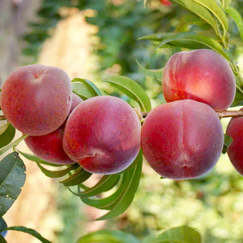 Саженець Персик Спринг Леді, фото 1