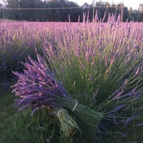 Лаванда вузьколиста Phenomenal 2 річна, Лаванда вузьколиста Феноменаль, Lavandula angustifolia Phenomenal, фото 1