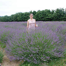 Лаванда вузьколиста Phenomenal 2 річна, Лаванда вузьколиста Феноменаль, Lavandula angustifolia Phenomenal, фото 5
