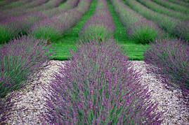 Лаванда вузьколиста Phenomenal 2 річна, Лаванда вузьколиста Феноменаль, Lavandula angustifolia Phenomenal, фото 4