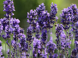 Лаванда вузьколиста Phenomenal 2 річна, Лаванда вузьколиста Феноменаль, Lavandula angustifolia Phenomenal, фото 3