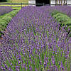 Лаванда вузьколиста Phenomenal 2 річна, Лаванда вузьколиста Феноменаль, Lavandula angustifolia Phenomenal, фото 8