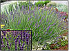 Лаванда вузьколиста Phenomenal 2 річна, Лаванда вузьколиста Феноменаль, Lavandula angustifolia Phenomenal, фото 7