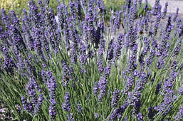 Лаванда вузьколиста Phenomenal 2 річна, Лаванда вузьколиста Феноменаль, Lavandula angustifolia Phenomenal, фото 6
