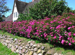 Спірея японська Anthony Waterer 3 річна, Спирея японская Энтони Ватерер, Spiraea japonica Anthony Waterer, фото 6